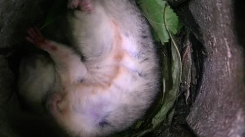 Dormouse stretches itself during  sleeping in its nest in summer Stock Footage 278594057