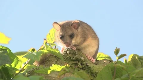 Dormouse on a tree Stock Footage