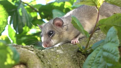 Dormouse on a tree Vídeos de archivo 65230764