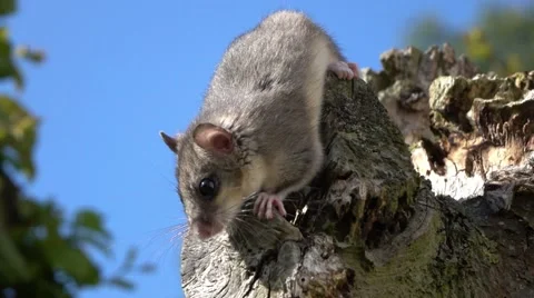 Dormouse on a tree Vídeos de archivo 65233549