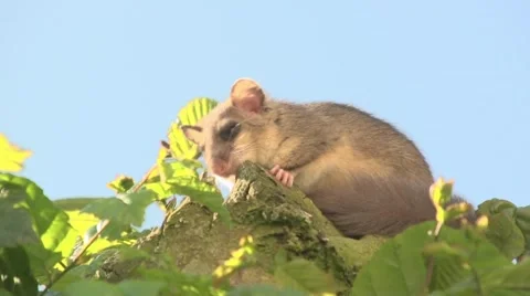 Dormouse on a tree Vídeos de archivo 65233657