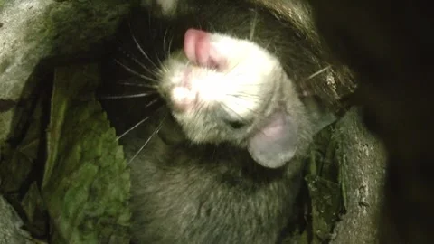 Dormouse is waking up in its nest Stock Footage 278594086