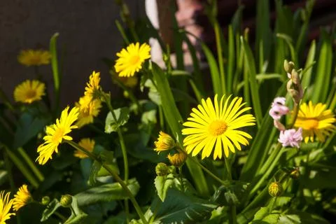 Doronicum Stock Photos
