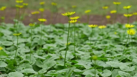 Doronicum plant Stock Footage 180496018