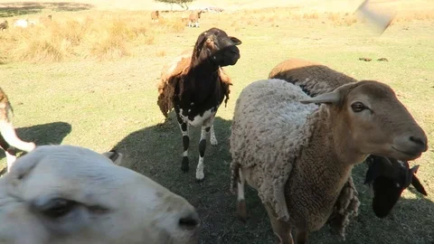 Dorper Sheep Stock Footage