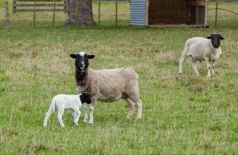 Dorper sheep Stock Photos