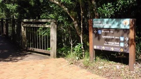 Dorrigo Rainforest Centre sky walk, Dorrigo, NSW, Australia Video stock 269452684