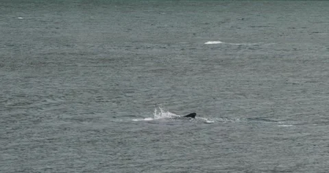 Dorsal fin of a Humpback whale diving.Wh... | Stock Video | Pond5