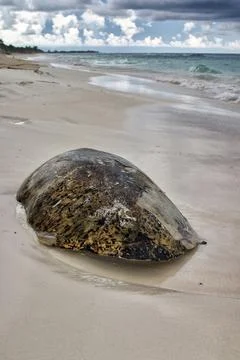 Dorsal shell of a sea turtle, found on the beach, Cayo Largo Cuba Stock Photos