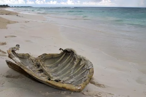 Dorsal shell of a sea turtle, found on the beach, Cayo Largo Cuba Stock Photos