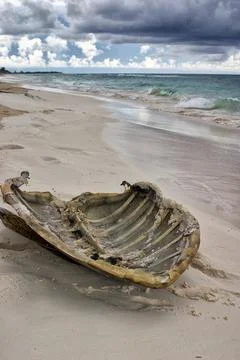 Dorsal shell of a sea turtle, found on the beach, Cayo Largo Cuba Stock Photos
