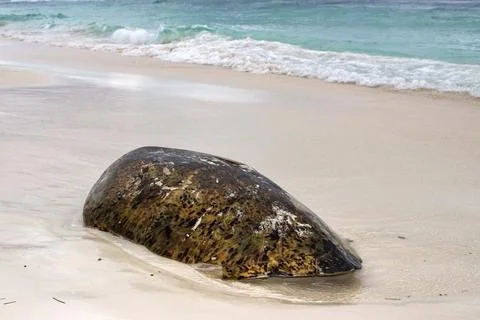 Dorsal shell of a sea turtle, found on the beach, Cayo Largo Cuba Stock Photos