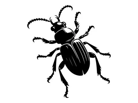 Dorsal View of Ground Beetle vector イラスト素材