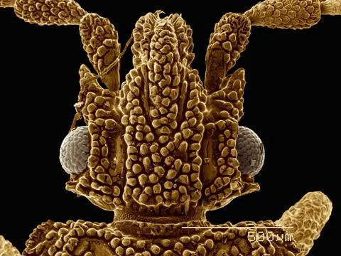 Dorsal view of the head of a flat bug (Hemiptera: Aradidae: Neuroctenus sp.) 스톡 사진