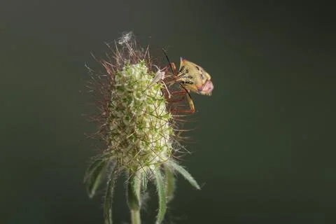 Dorsal View of a Mediterranean Shield Bug in the Wild 스톡 사진