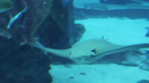 Dorsal view of a streak fish Stock Footage 52349481