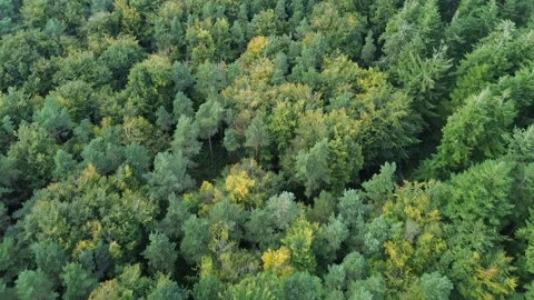 Dorset Forest Video stock 298940888