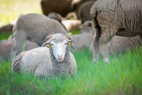 Dorset sheep Photos