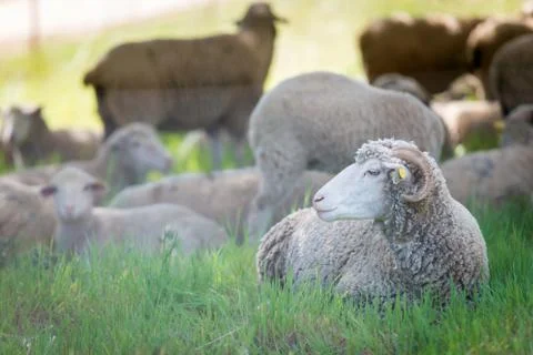 Dorset sheep Fotos de archivo