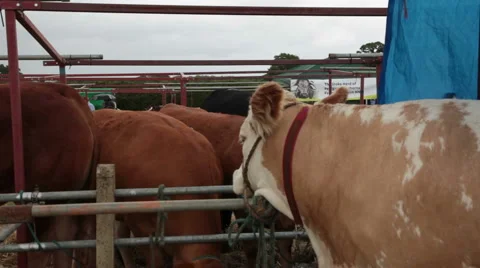 Dorset show cows 1 Stock Footage 6528403