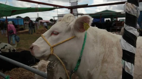 Dorset show cows 10 Stock Footage 6528354