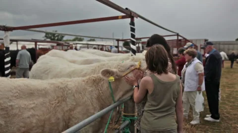 Dorset show cows 12 Stock Footage 6530029