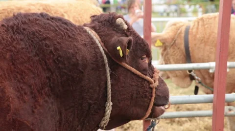 Dorset show cows 14 Stock Footage 6530050