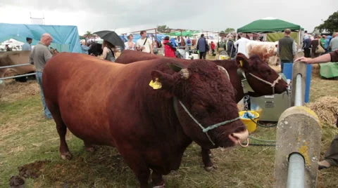 Dorset show cows 5 Stock Footage 6527789