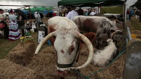 Dorset show cows 6 Stock Footage 6527922