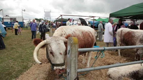 Dorset show cows 7 Stock Footage 6528077
