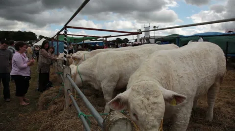 Dorset show cows 8 Stock Footage 6528242