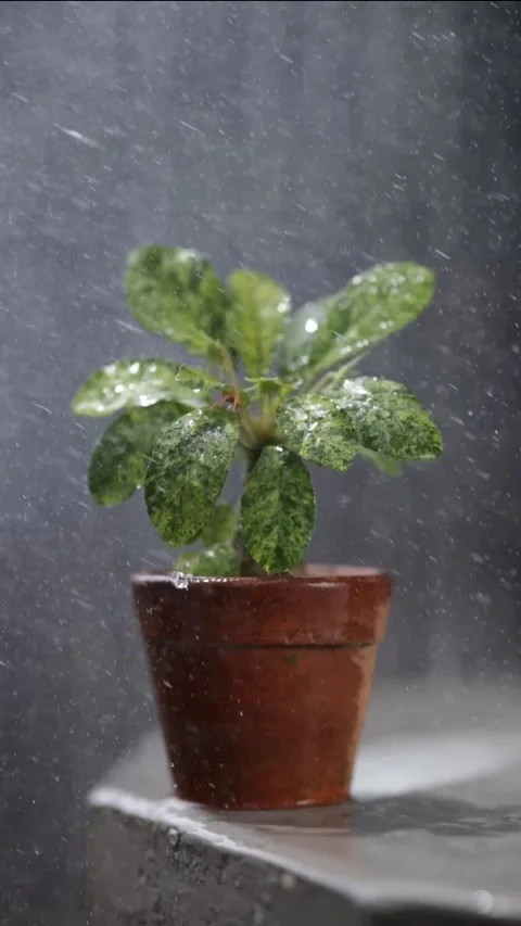 Dorstenia foetida variegata Stock Footage 247450575