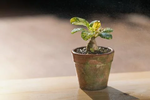 Dorstenia Foto stock