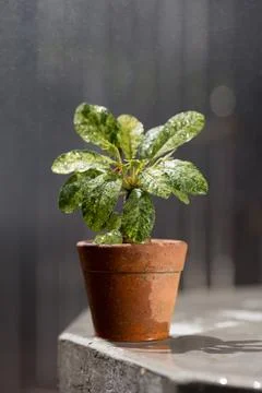 Dorstenia Foto stock