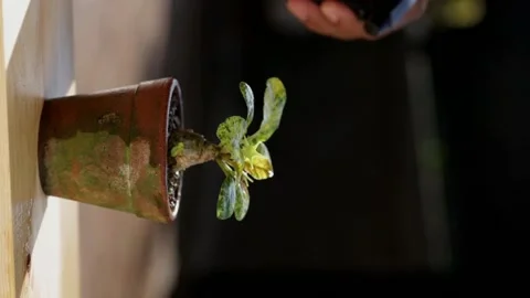 Dorstenia Plant Stock Footage 187573823
