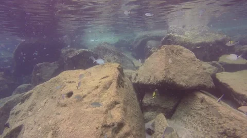 Dory 動画素材 135545042