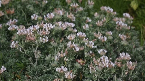 Dorycnium hirsutum Stock Footage 63833448