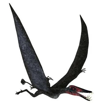 Dorygnathus Pterosaur in Flight Stock Illustration