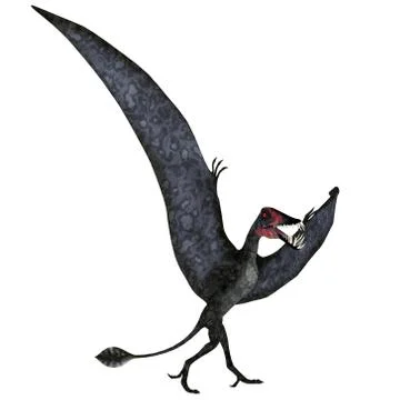 Dorygnathus Pterosaur on Ground Stock Illustration