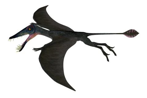 Dorygnathus Pterosaur Wings Stock Illustration