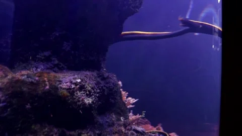 Doryrhamphus excisus Stock Footage 150037412