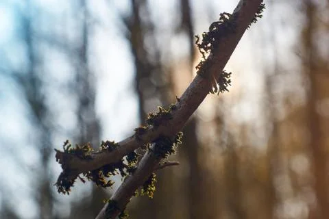 Dosh on a branch in the sunlight Stock Photos