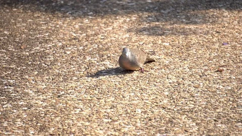 A dosile, brown dove eating tiny bits of food on wash rock paved surface, Video stock 121924060
