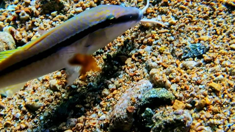 The Dot and Dash Goatfish Marine Species Swimming Undersea. Close-up Shot Video stock 291964764