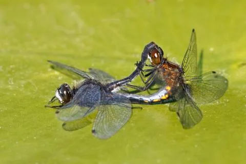 Dot-tailed Whiteface Dragonflies mating on a lily pad Stock Photos