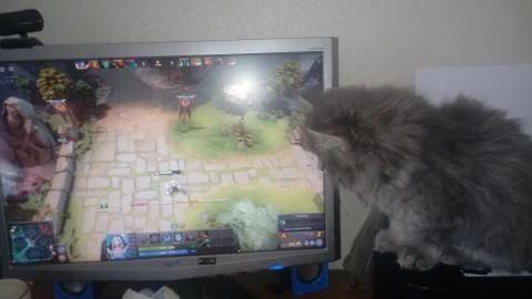 Dota 2 and cat Stock Photos
