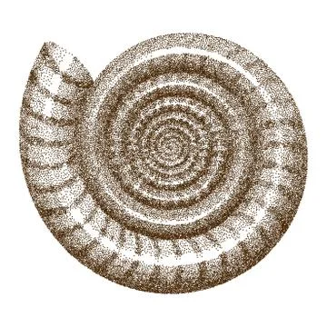 Doted Ammonite Shell    - vector illutration Stock Illustration