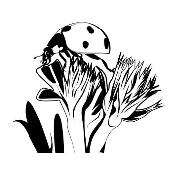 Doted Beetle on the plant Stock Illustration