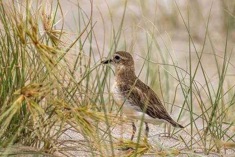 Doterell Stock Photos