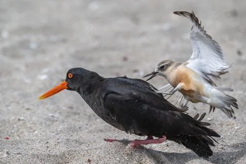 Dotrell attachking a variable oyster catcher Stock Photos